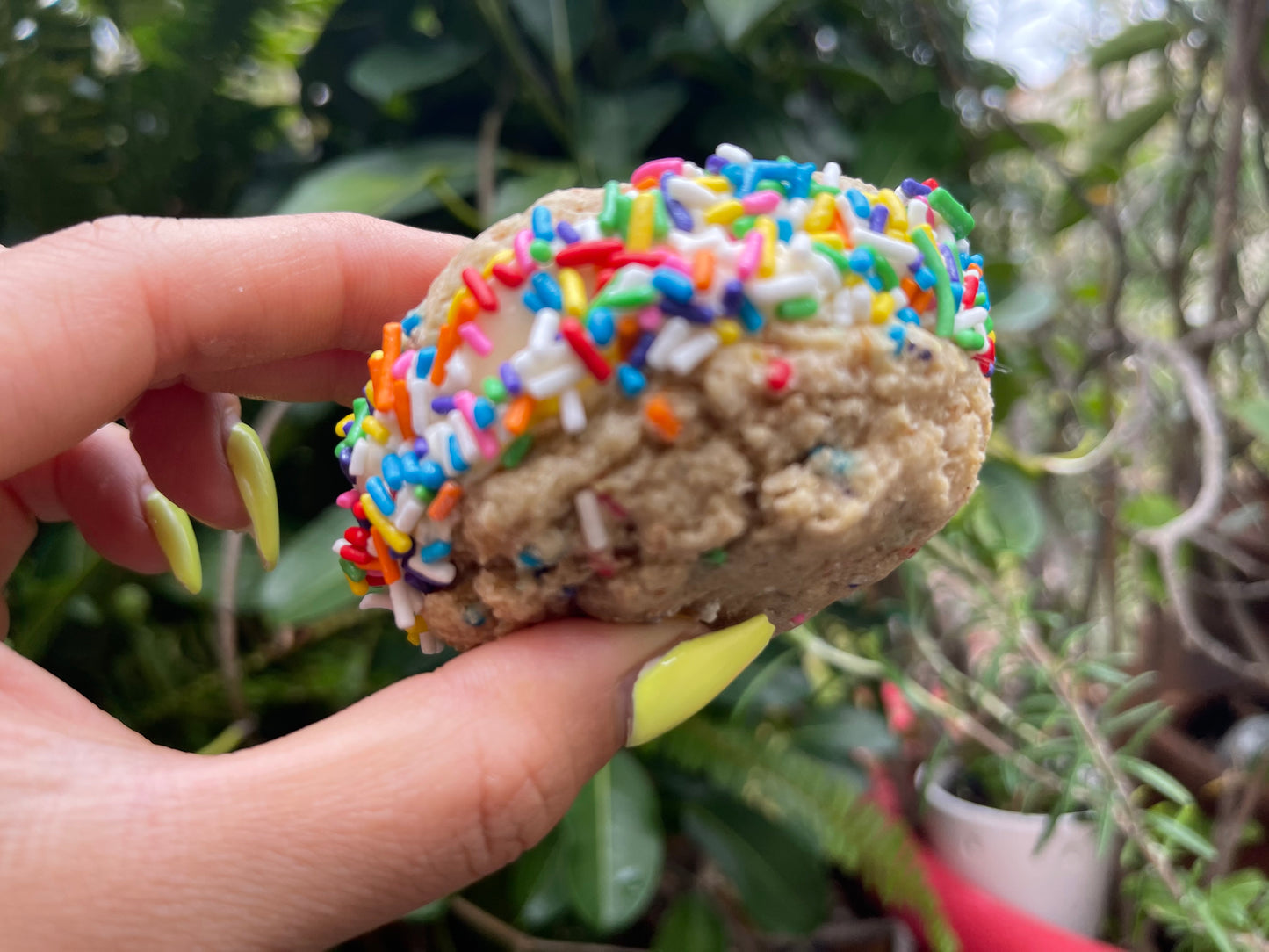 GLUTEN-FREE SANDWICH CREME COOKIES